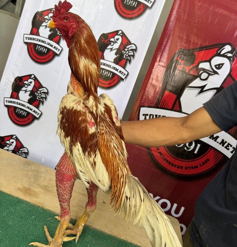 AYAM PETARUNG KODE TCN 041 si PEGASUS BY CENDOLISM