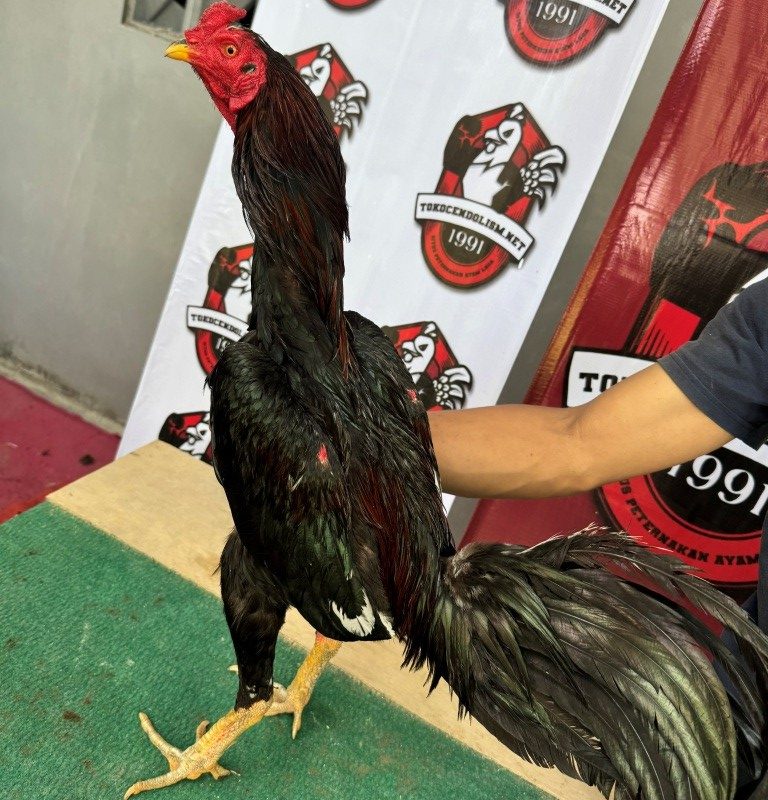 AYAM PETARUNG KODE TCN 044 SI SENO BY CENDOLISM