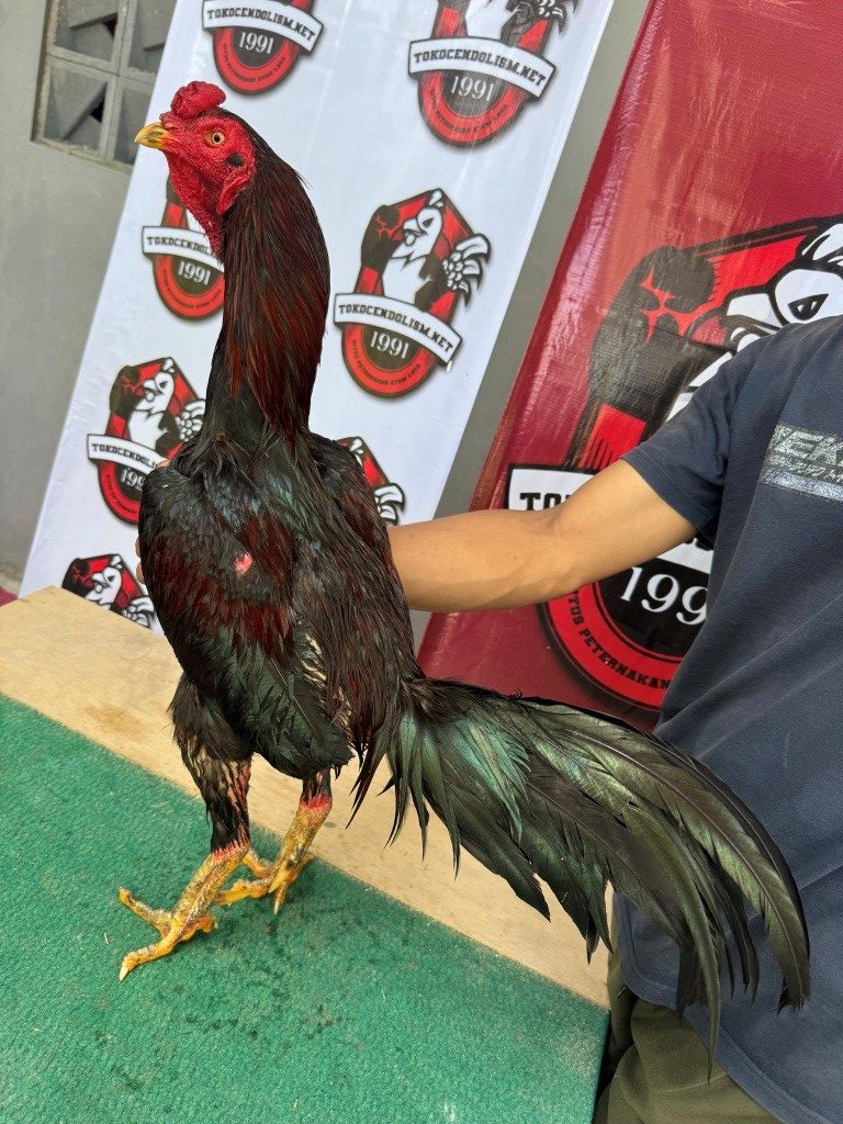 AYAM PETARUNG KODE TCN 042 si RANGKONG BY CENDOLISM