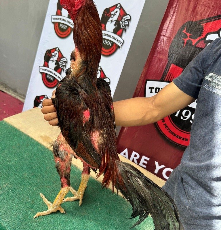 AYAM PETARUNG KODE TCN 038 si ROGER  BY CENDOLISM