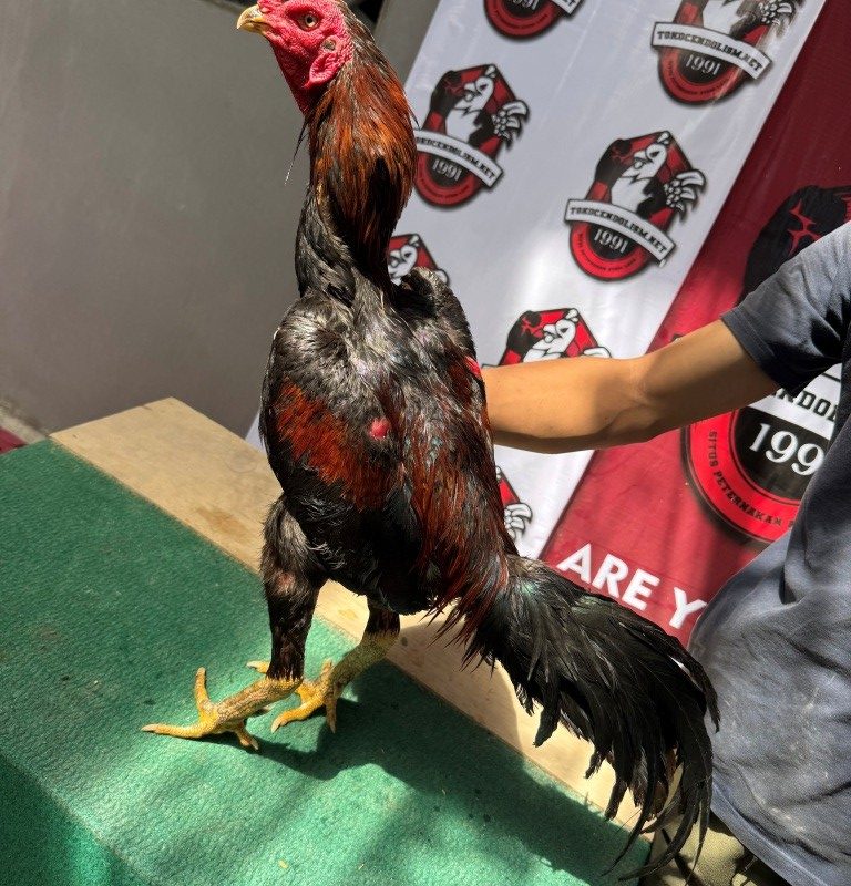 AYAM PETARUNG KODE TCN 043 si TORA BY CENDOLISM